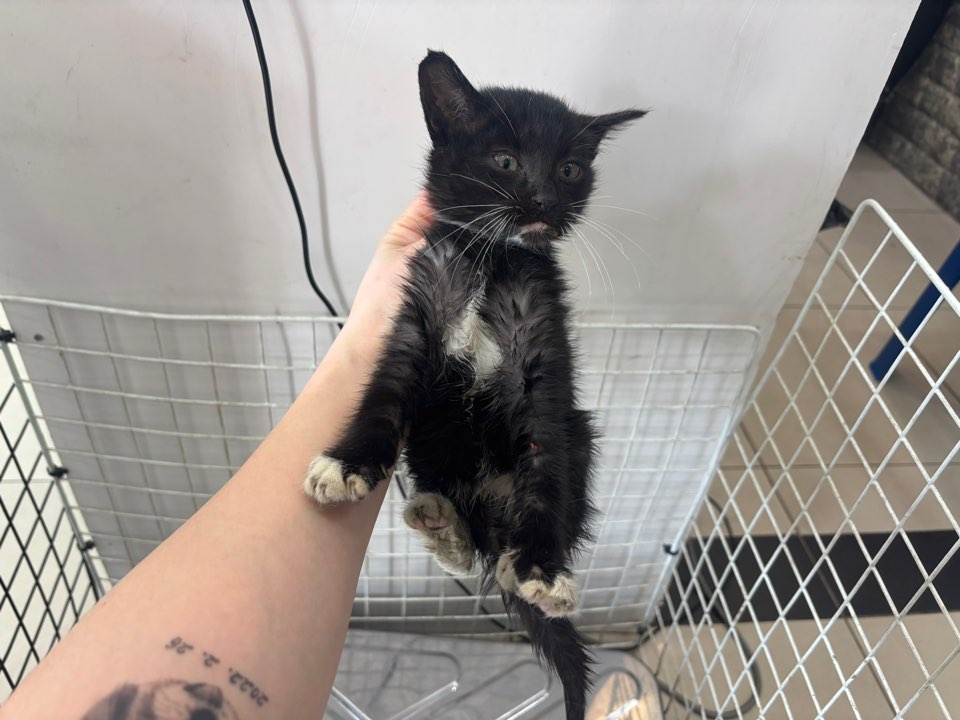 종료(자연사) 한국…